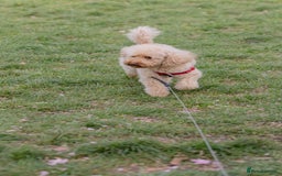 Toy Poodle dogs for sale: Pocket-Sized Love&Personality: Meet Our Toy Poodle - Image 15