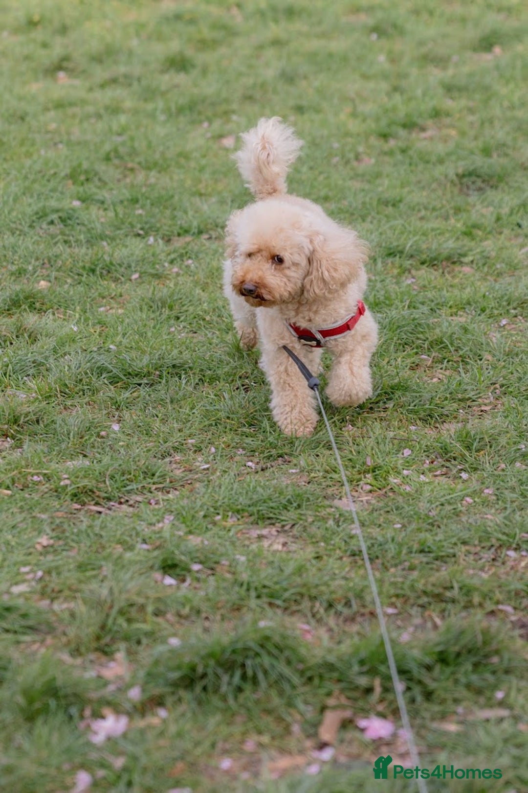 Toy Poodle dogs for sale: Pocket-Sized Love&Personality: Meet Our Toy Poodle - Image 15