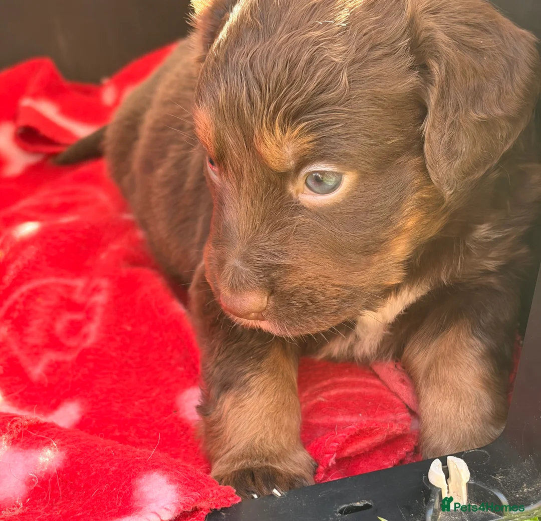 Cocker Spaniel dogs for sale: STUNNING WORKING COCKER SPANIEL PUPS.  - Advert 40