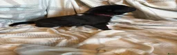 Mixed Breed dogs for sale: Border collie x Belgian Malinois  in Derby - Advert 20