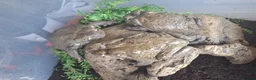 Toad reptiles for sale: Toads in Hounslow - Advert 3