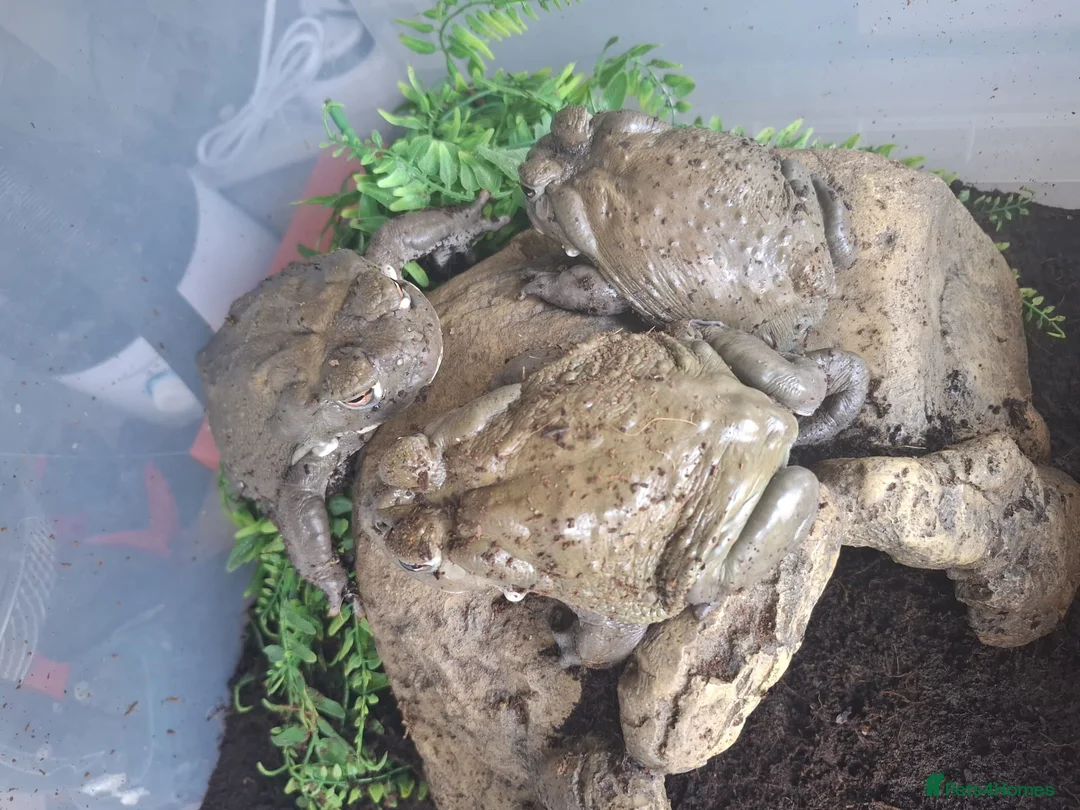 Toad reptiles for sale: Toads in Hounslow - Advert 3