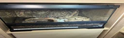 Tarantulas invertebrates for sale: 13 tarantulas and enclosures  in Manchester - Advert 5