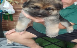 Mixed Breed livestock for sale: German shepherd  cross  - Image 1