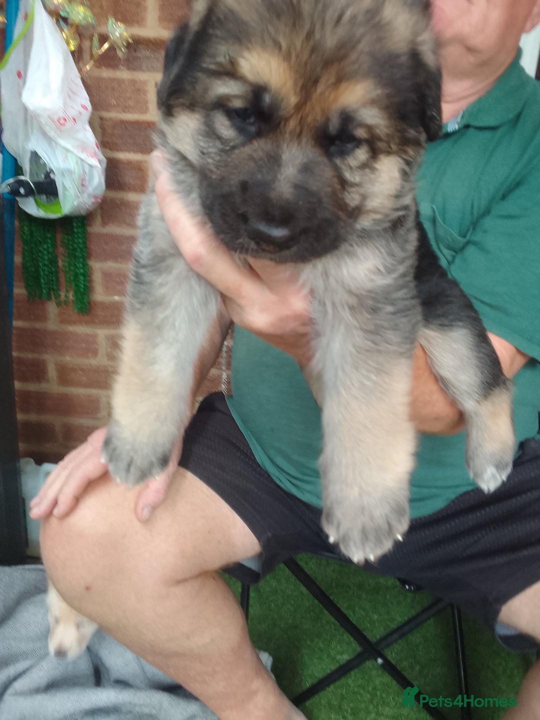 Mixed Breed livestock for sale: German shepherd  cross  - Image 1