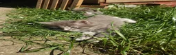 Mixed Breed cats for sale: Very fluffy grey mixbread ready to go🐈‍⬛🐈‍⬛£190 in Hounslow - Advert 13