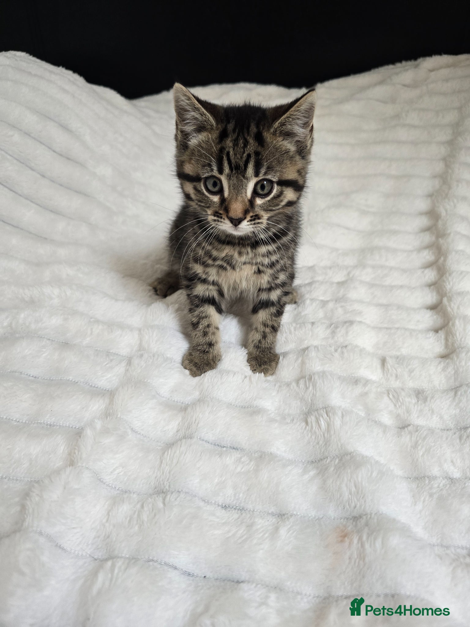 Mixed Breed cats Mixed Breed Kittens Ready Now – 5 Available - Advert 1