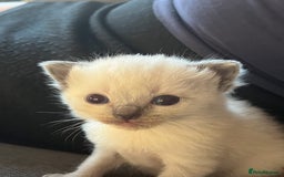 Mixed Breed cats for sale: Beautiful Ragdoll x BSH kittens for sale! - Image 22