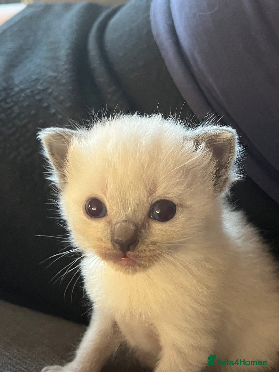 Mixed Breed cats for sale: Beautiful Ragdoll x BSH kittens for sale! - Image 22