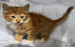 Mixed Breed cats for sale: Last black female left Turkish angora cross kitten - Image 21