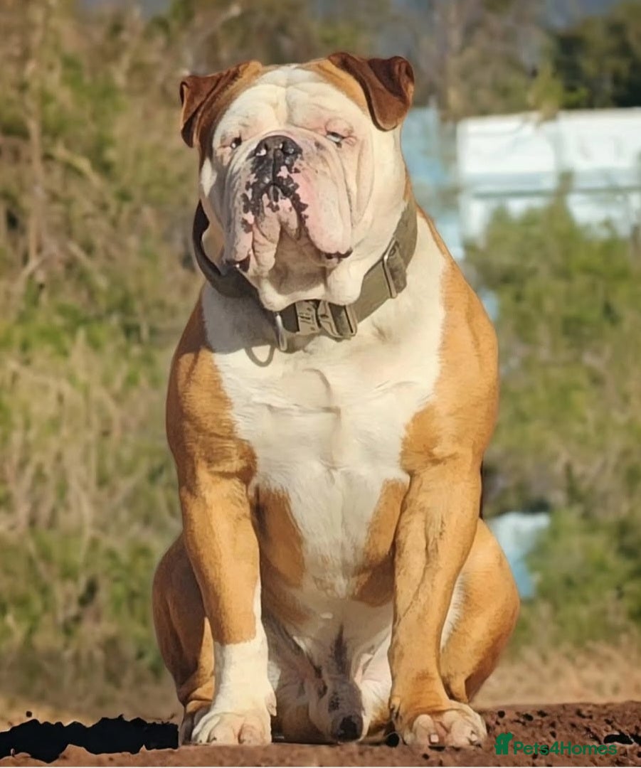 Olde English Bulldogge dogs Olde English Bulldogge  - Advert 1