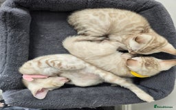 Bengal cats for sale: BLUE EYE SNOW BENGAL LYNC TICA ACTIVE - Image 13