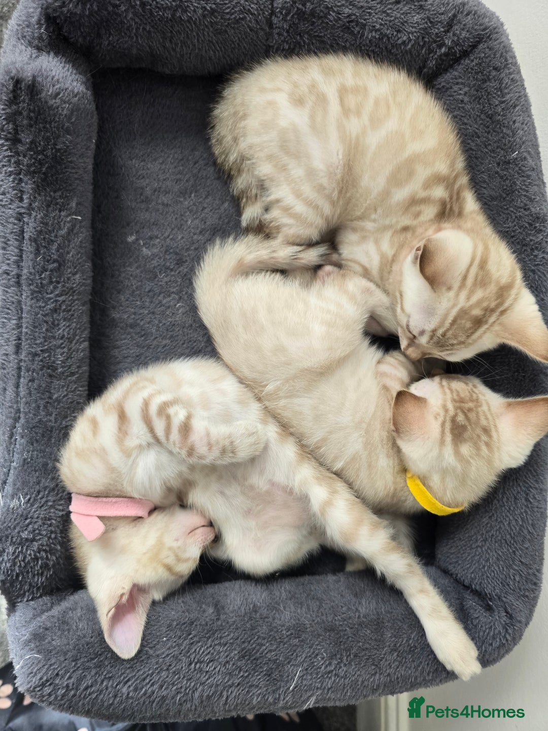 Bengal cats for sale: BLUE EYE SNOW BENGAL LYNC TICA ACTIVE - Image 13