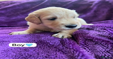 Golden Retriever dogs - Advert 3