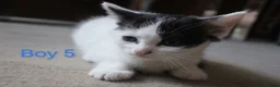 Mixed Breed cats for sale: 💛 kittens 💛 - Advert 4