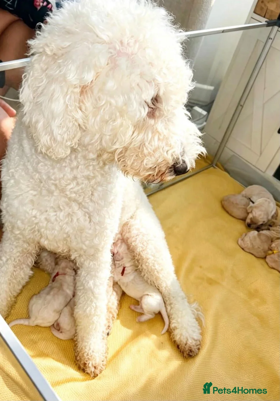 Mixed Breed dogs for sale: St bernadoodle / standard poodle  - Advert 2