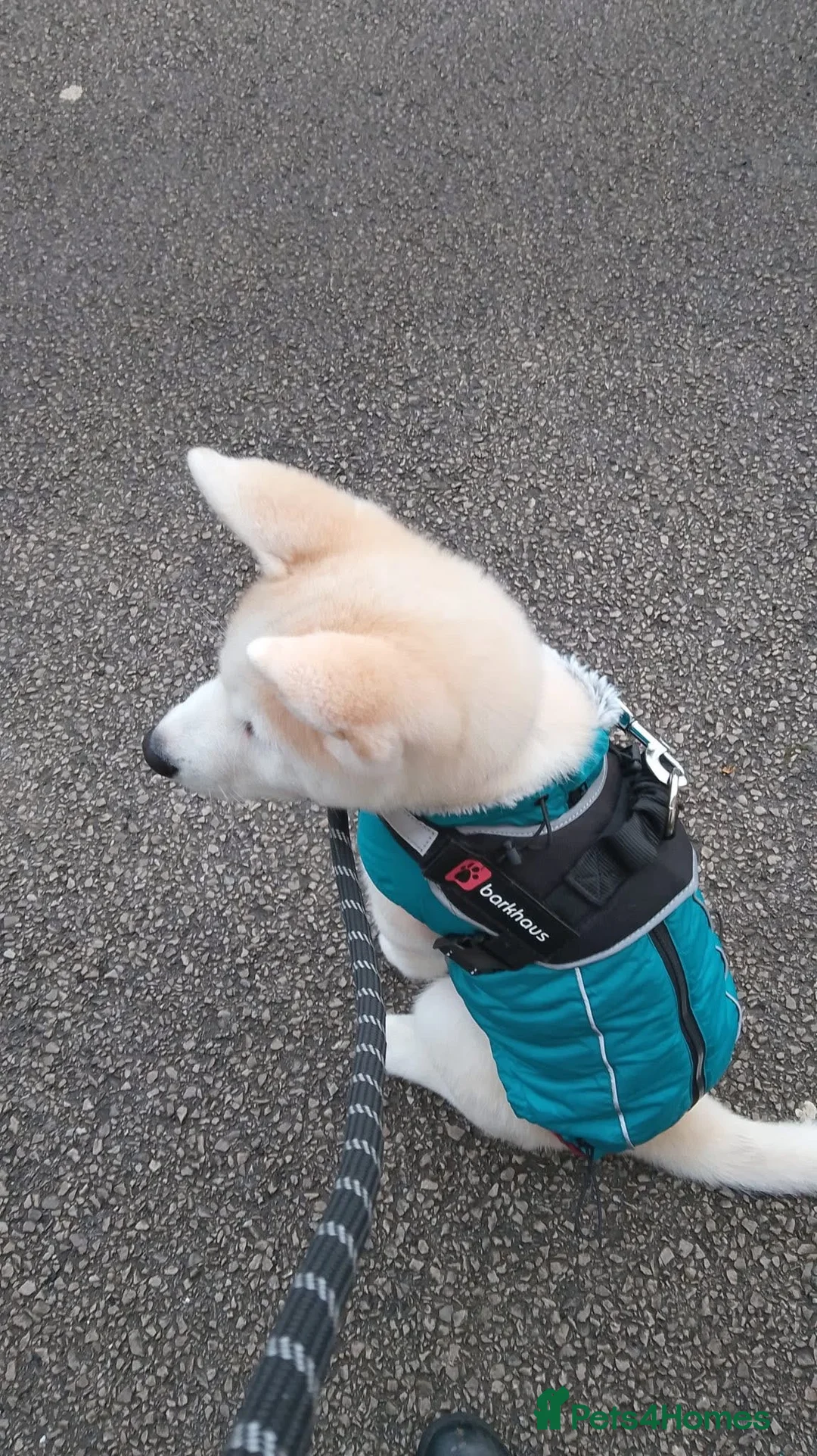 Akita dogs for sale: 7 MONTH OLD ALKITA MALE PUPPY FOR SALE in Leigh - Advert 2