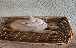 Scottish Fold cats for sale: Beautiful Female Scottish Straight Kitten - Image 4