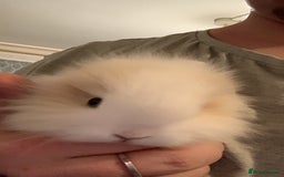 Lionhead rabbits for sale: 4 baby bunnys for sale - Image 3