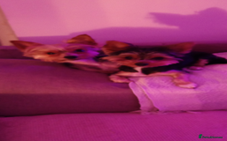 Yorkshire Terrier dogs for sale: Miniature Yorkshire terriers. Champion bloodline. - Image 7