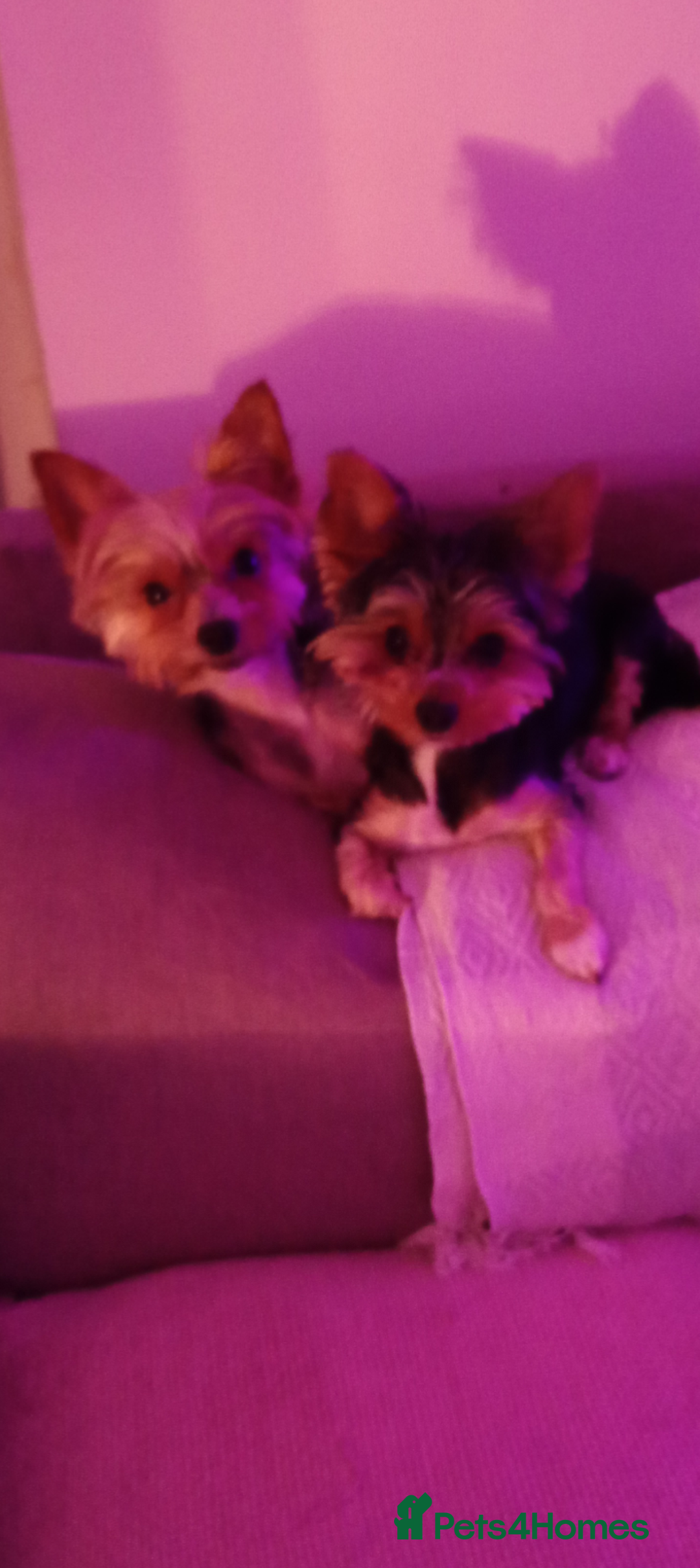 Yorkshire Terrier dogs for sale: Miniature Yorkshire terriers. Champion bloodline. - Image 7