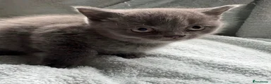 British Shorthair Blue