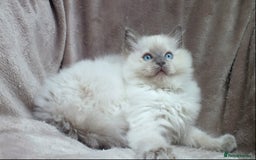 Ragdoll cats for sale: GCCF PET/ACTIVE KITTENS CHAMPION IMP BLOODLINES - Image 17