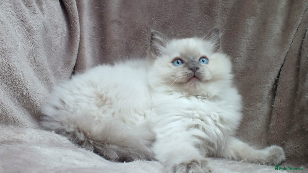 Ragdoll cats for sale: GCCF PET/ACTIVE KITTENS CHAMPION IMP BLOODLINES - Image 17