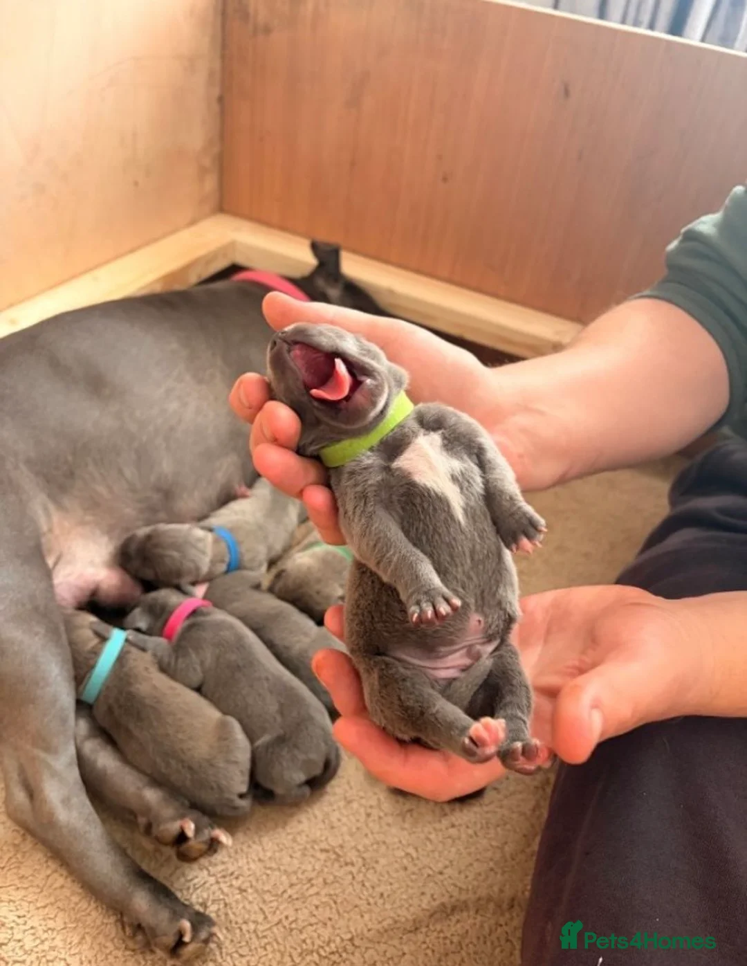 Staffordshire Bull Terrier dogs for sale: 💙stunning blue staffy pups-ready soon!🐾💙 in London - Advert 3