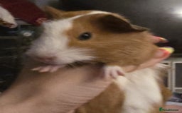 Guinea Pig rodents for sale: Friendly female guinea pigs. Lovely colours - Image 5