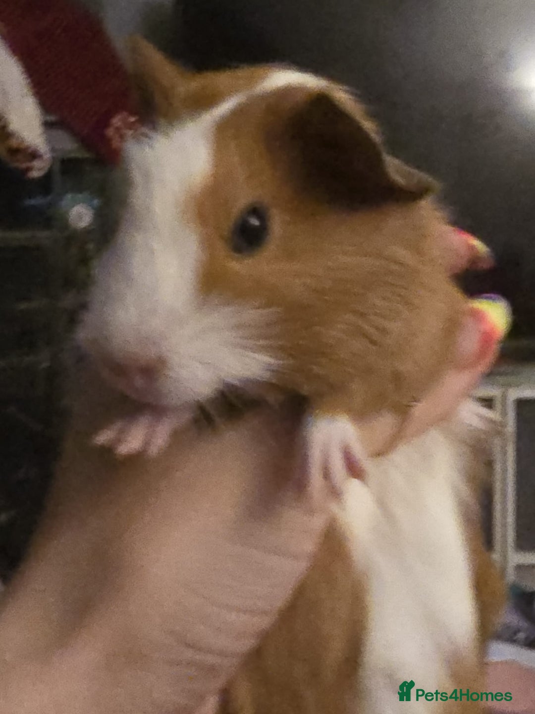 Guinea Pig rodents for sale: Friendly female guinea pigs. Lovely colours - Image 5