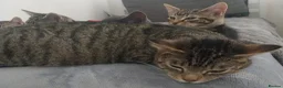Mixed Breed cats for sale: Adorable kittens looking for loving home  - Advert 11
