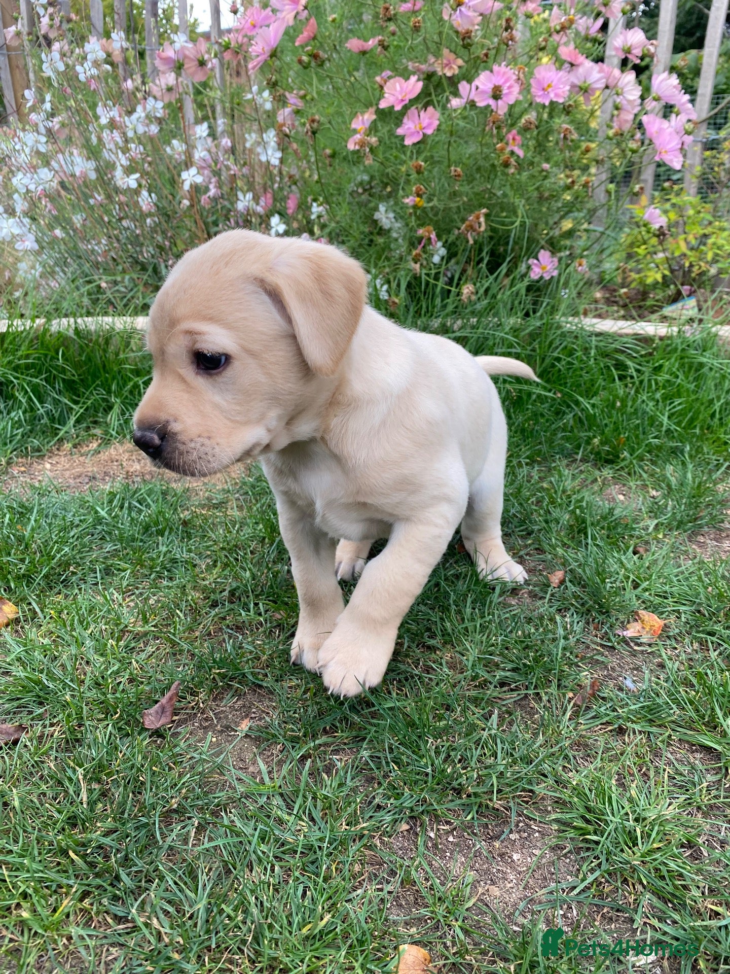 Labrador Retriever dogs Health Tested KC Labrador Pups - Advert 2