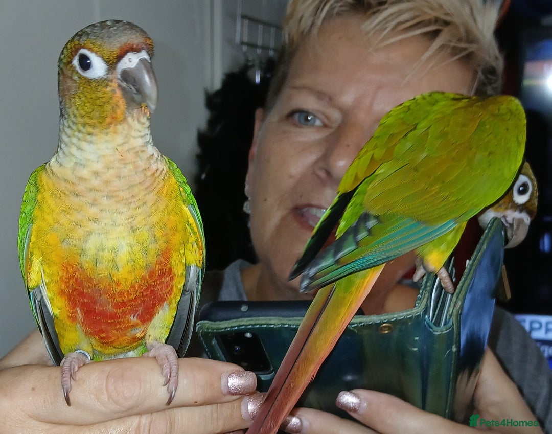 Conures birds for sale: Conures handreared Conures Green Cheeks  - Image 15