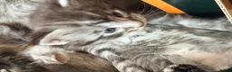Maine Coon cats for sale: Tica registered 4 female mainecoons left,  polys - Advert 3