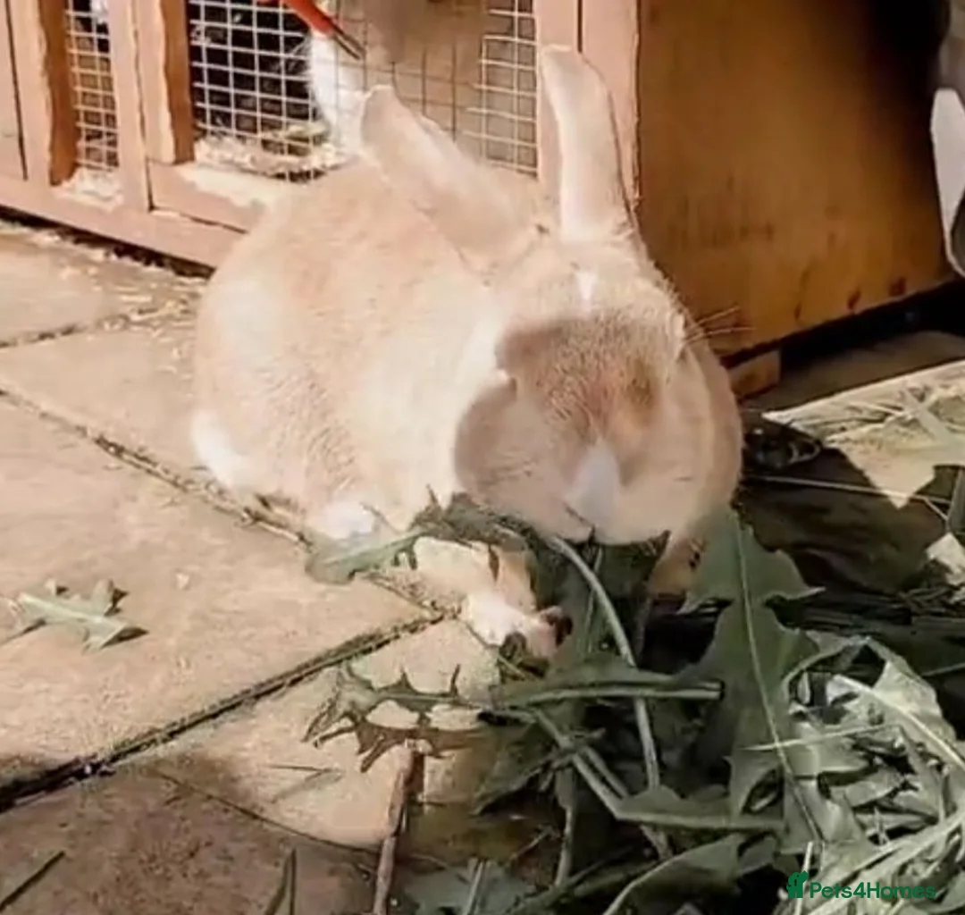 Mixed Breed rabbits for sale: A male and female rabbit. - Advert 2