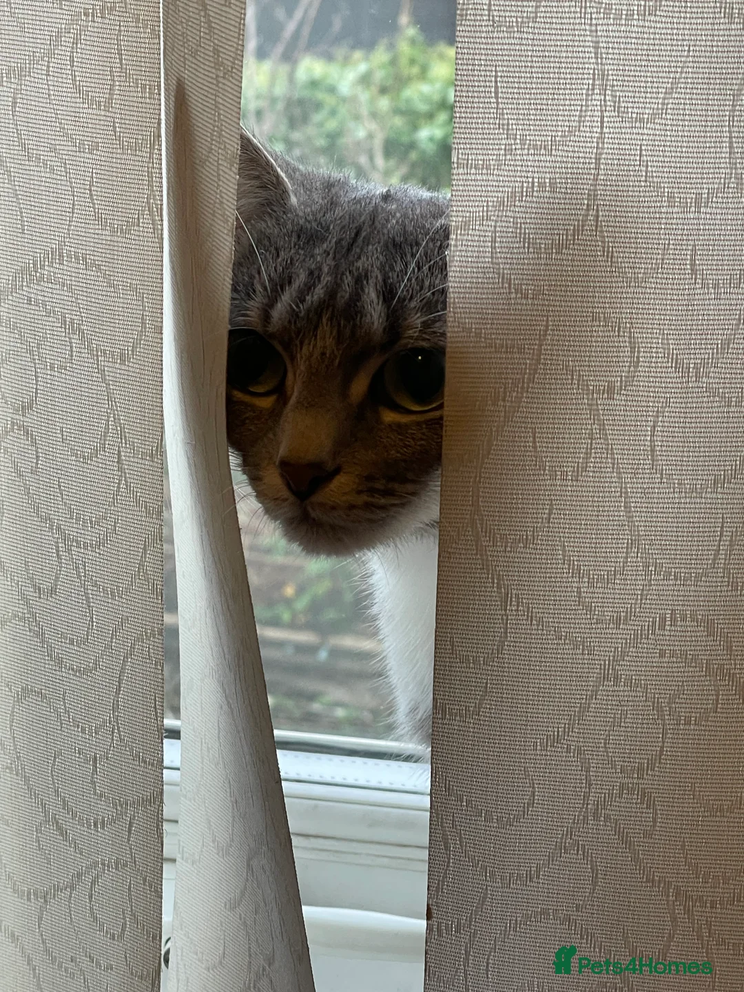 British Shorthair cats for sale: Misty is for sale - Advert 3