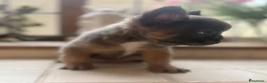French Bulldog 2