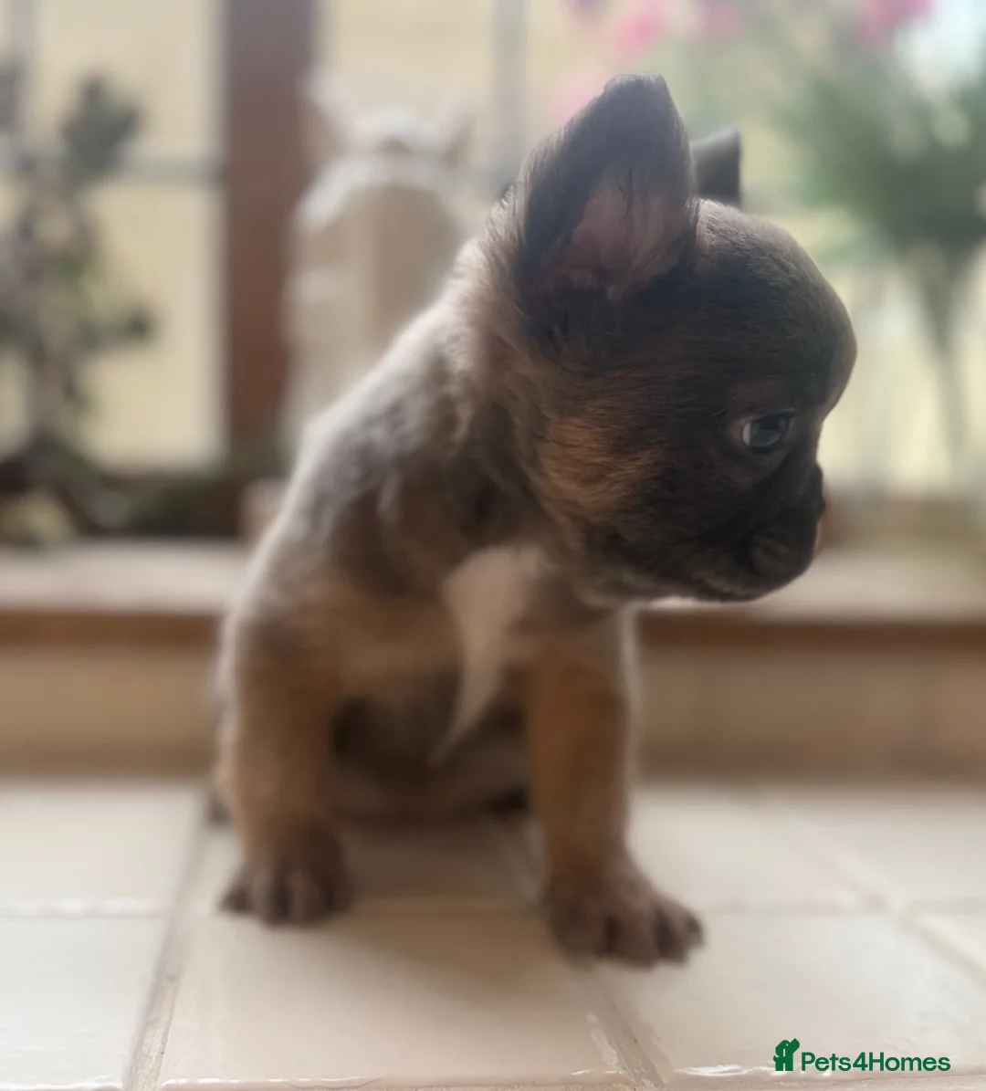 French Bulldog dogs for sale: French bulldog puppies  - Advert 5