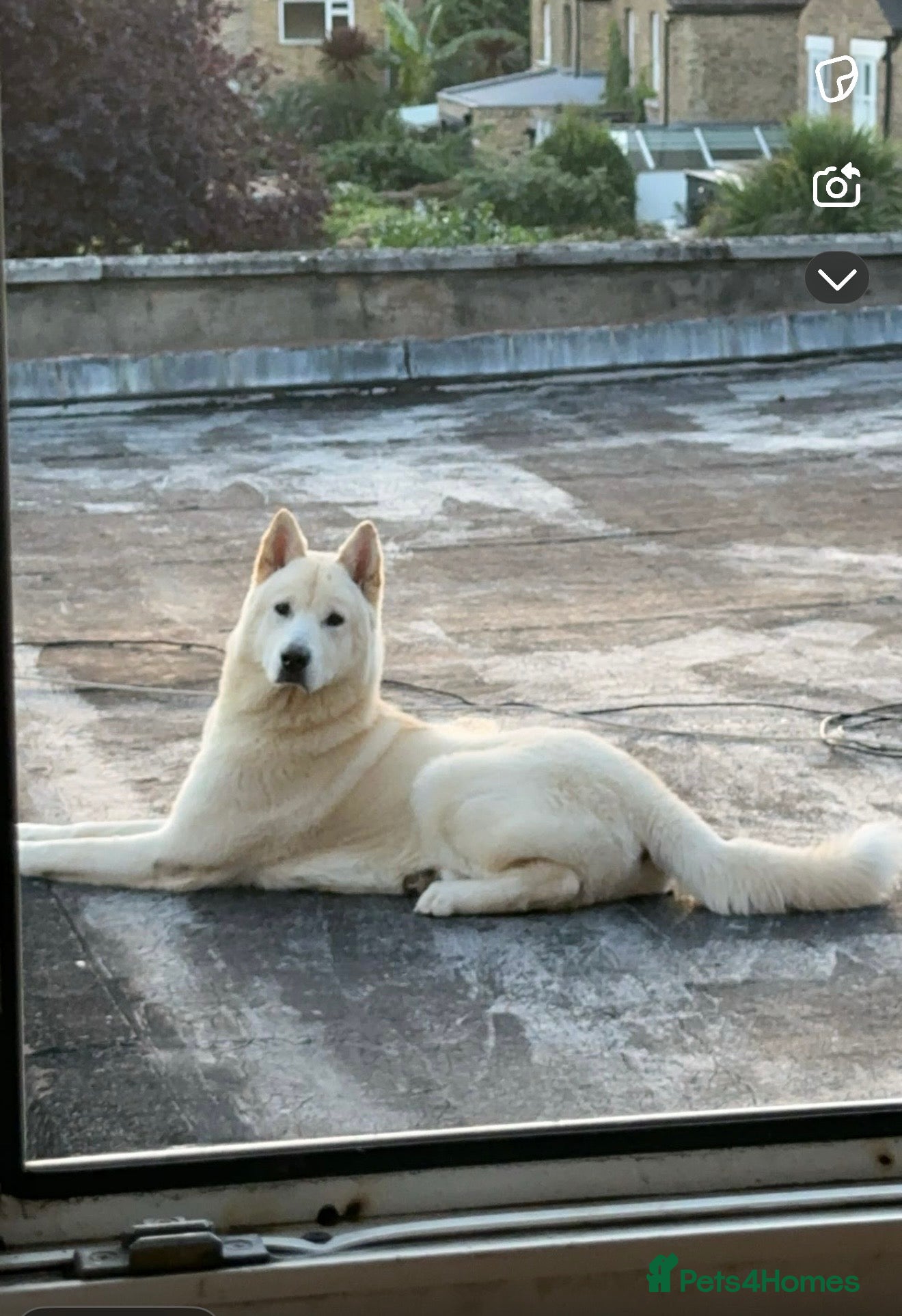 Pomsky dogs Siberian Husky Mix - Kye - Advert 2