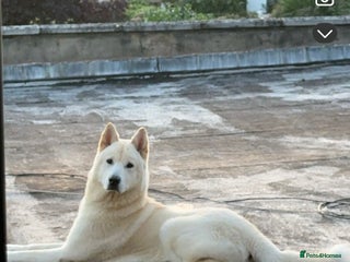 Pomsky dogs Kye - Pomsky - Advert 1