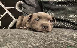Staffordshire Bull Terrier dogs for sale: Staffordshire Bull Terrier Pups  - Image 1