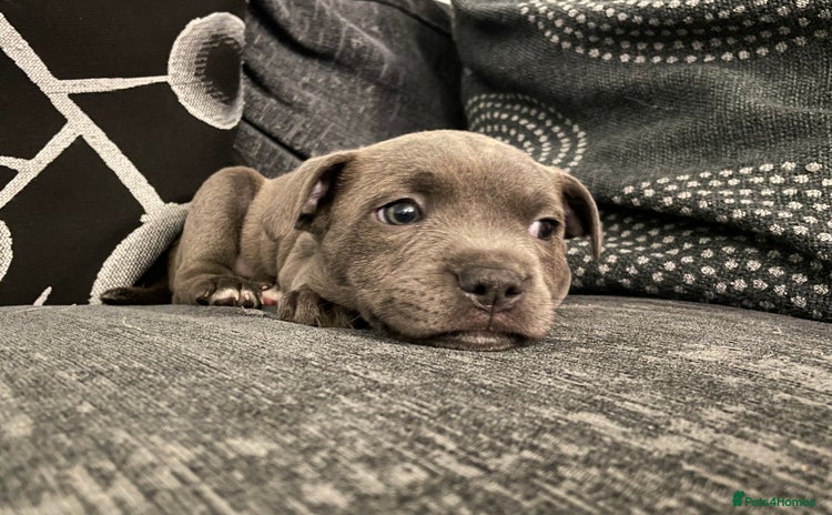 Staffordshire Bull Terrier dogs - Advert 1