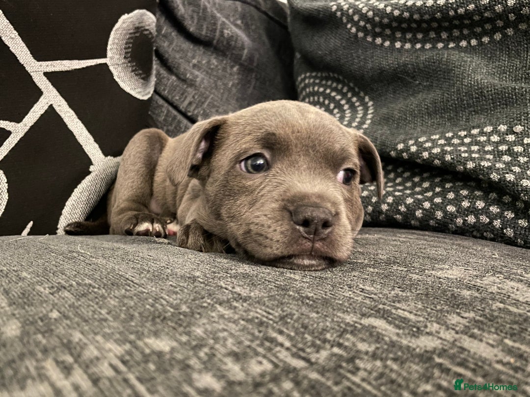 Staffordshire Bull Terrier dogs for sale: Staffordshire Bull Terrier Pups  - Image 1