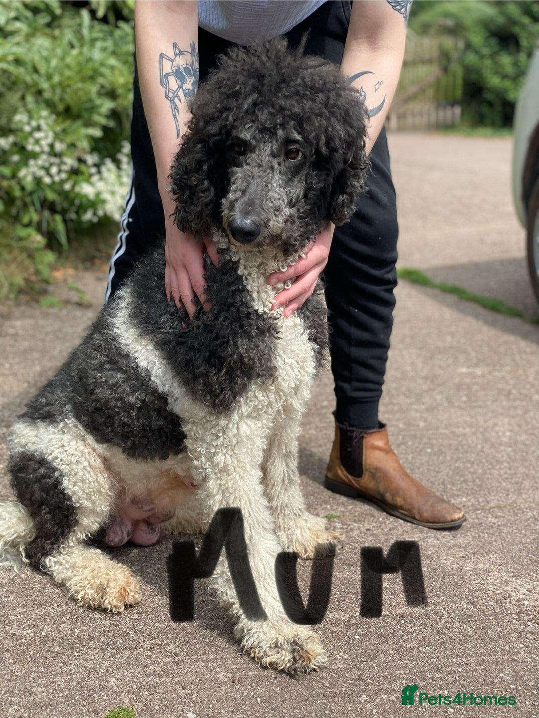 Standard Poodle dogs for sale: KC reg 4yr old parti standard poodle - Image 1