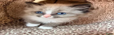 Ragdoll 4