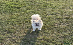 Pomeranian dogs for stud: Pomeranian Stud 1yr - Image 9