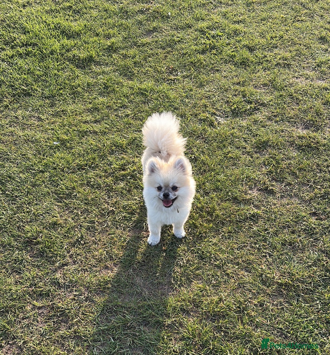 Pomeranian dogs for stud: Pomeranian Stud 1yr - Image 9