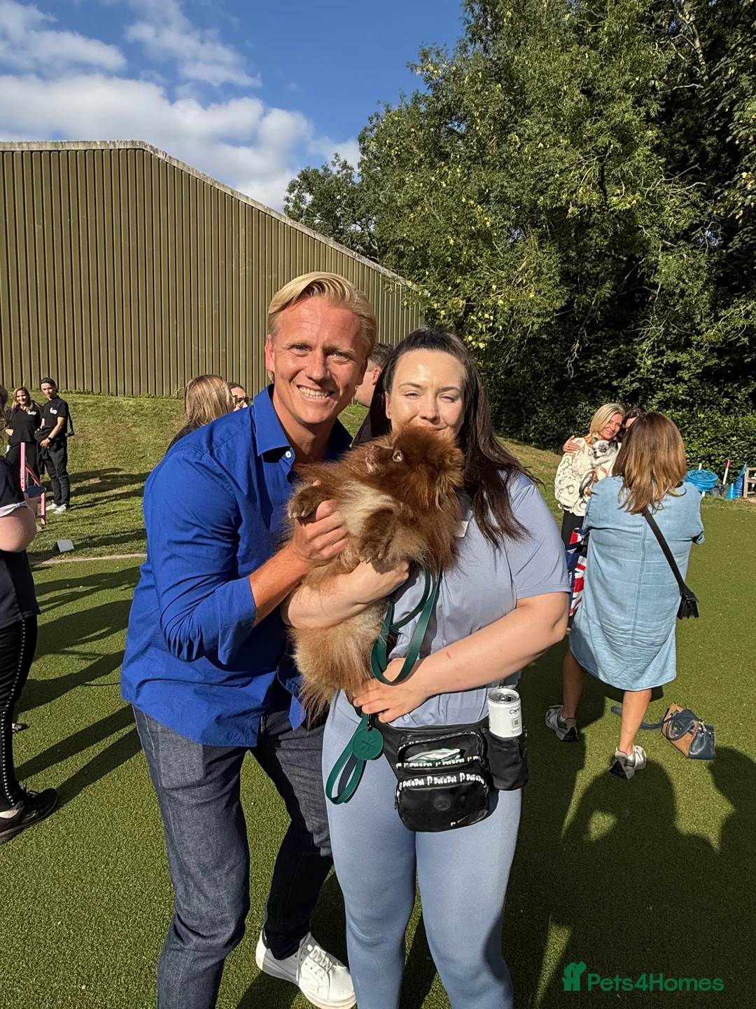 Pomeranian dogs for stud: Proven Chocolate KC in Runcorn - Advert 30