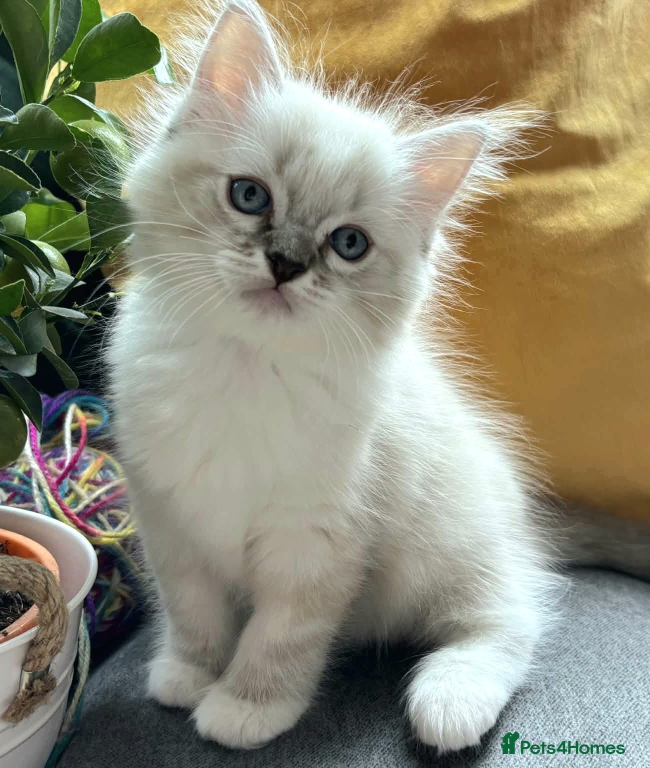 Ragdoll cats Luxury Blue Point Mitted Ragdoll Kittens - Advert 13